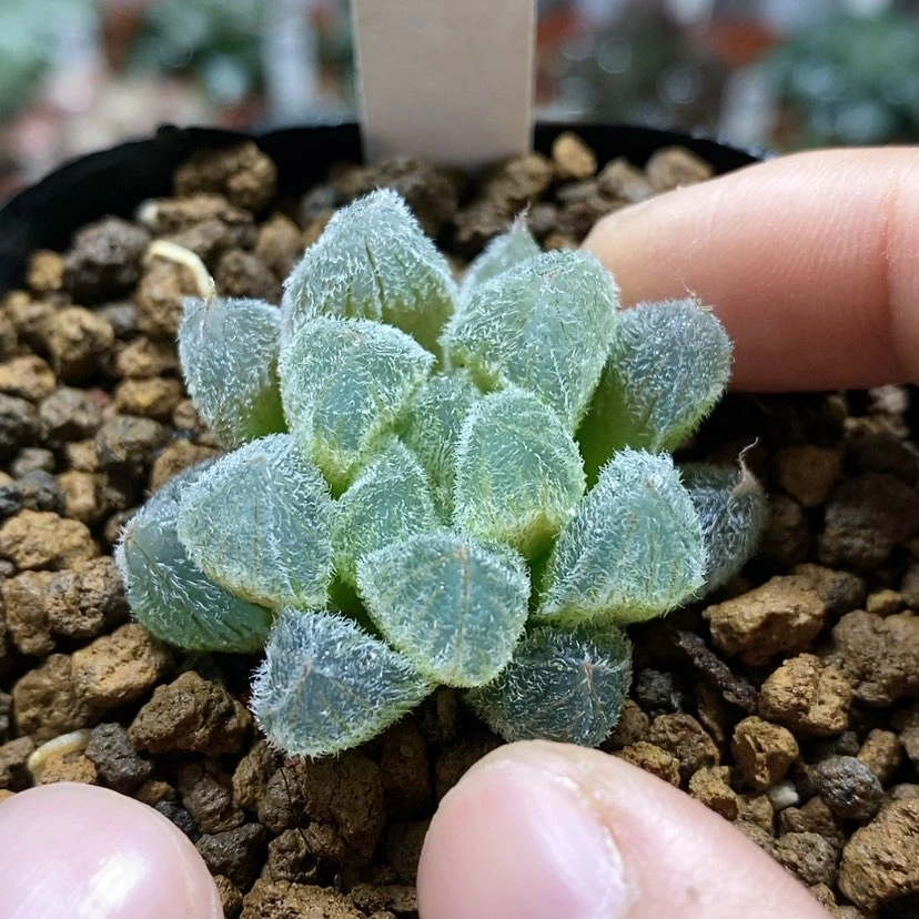 【闪购商品】155梦露