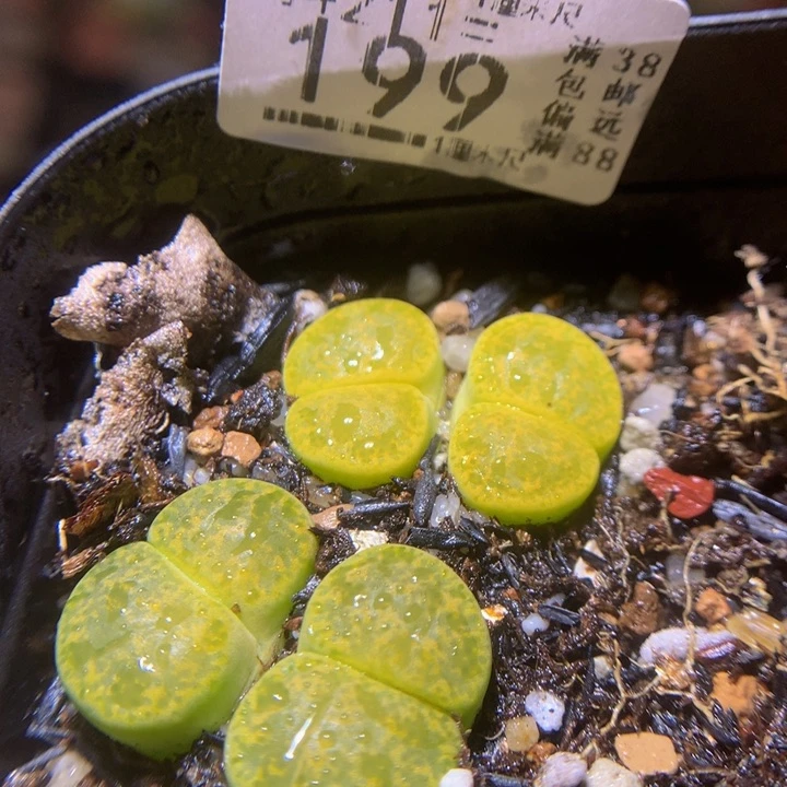 生石花多肉211.199