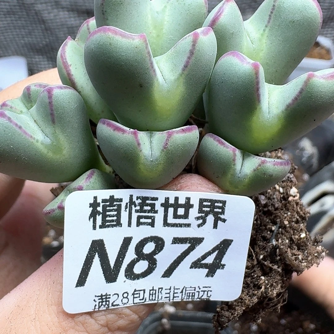 多肉W的润泽的车gb