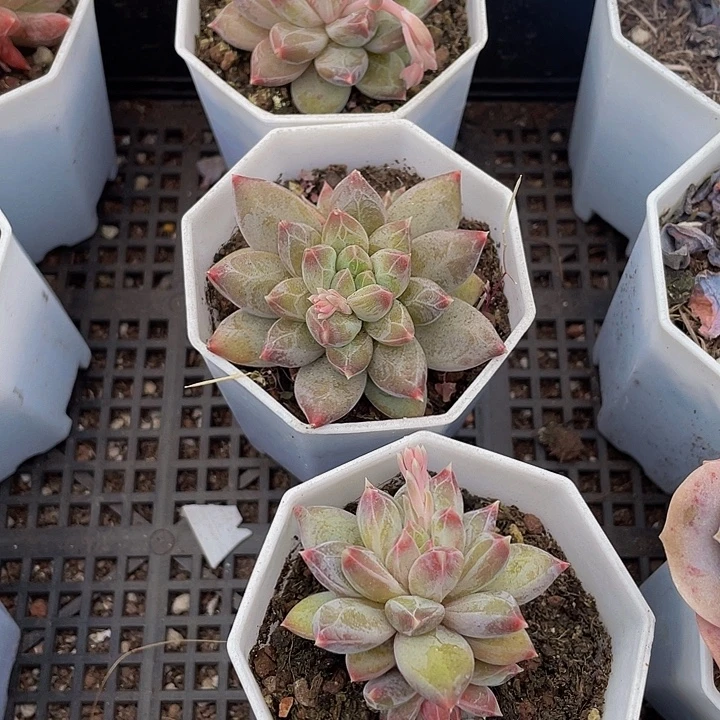 幻影美人带盆土发