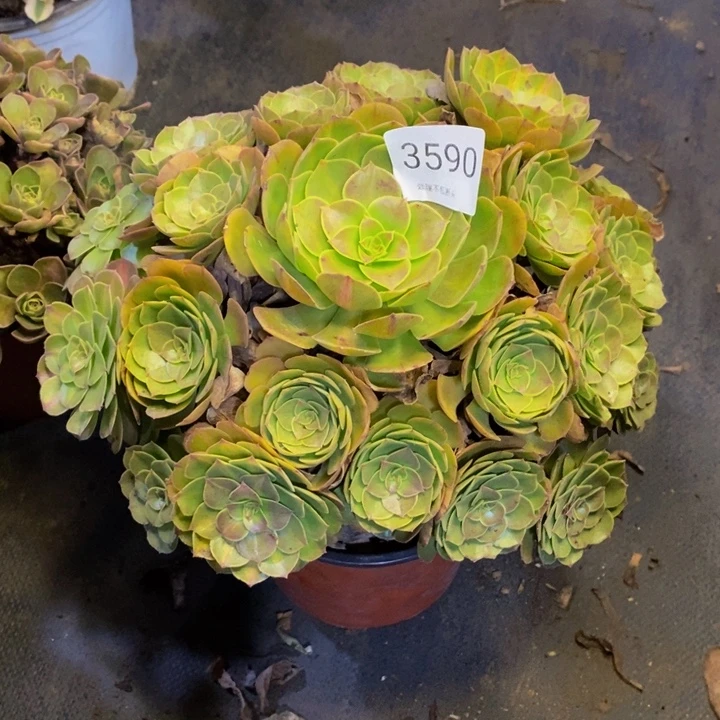 万圣节多肉断头不包3590
