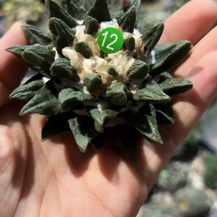 袖蒲苗接落地仙人球12