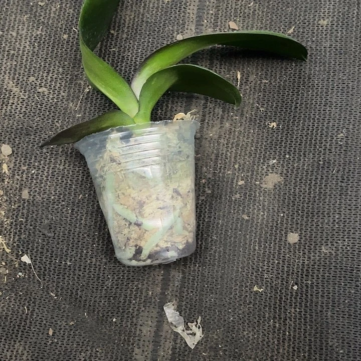 当前无花栽培后可以开花实生2.8