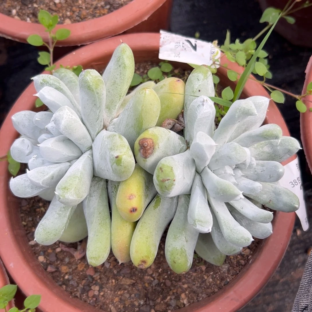 大脸拇指～一物一拍2772