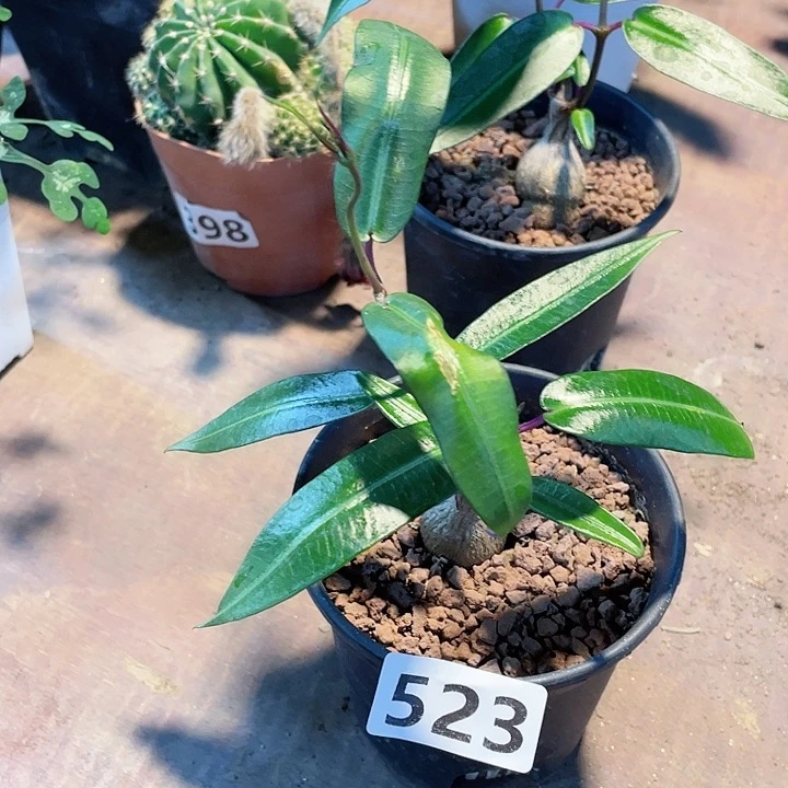 523紫背箩魔块根