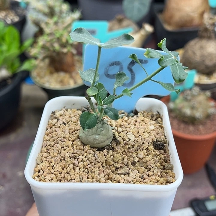 杨玉大戟多肉植物
