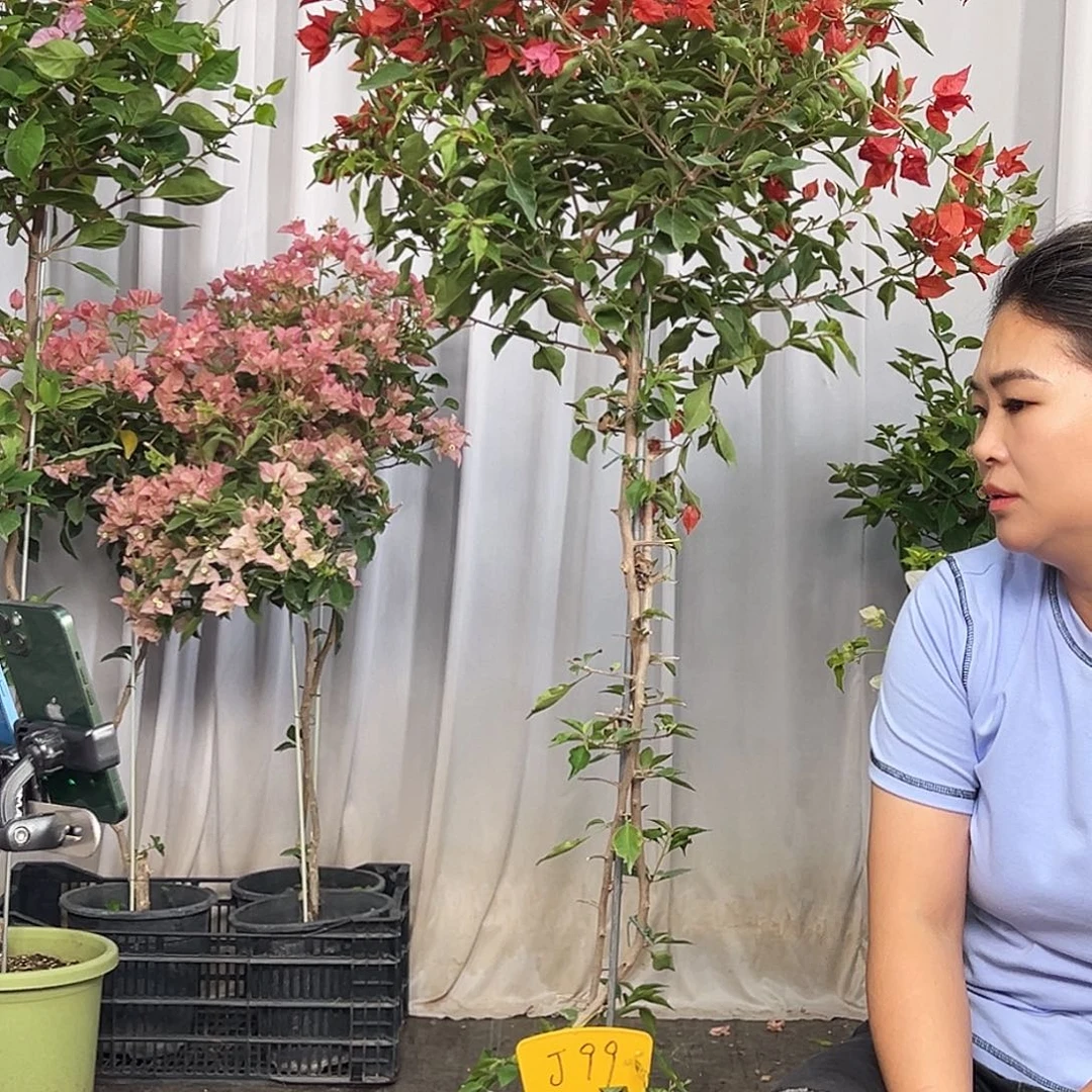 糖***园当前无花栽培后可以开花J99热火桑巴