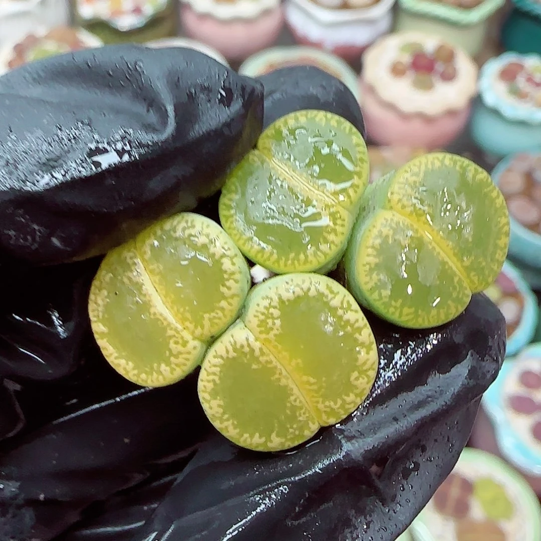 生石花满18包邮1227-116