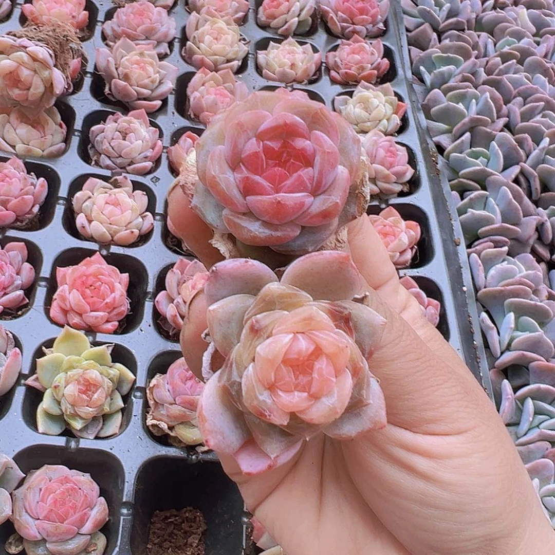 72优选冰魄3个19包邮