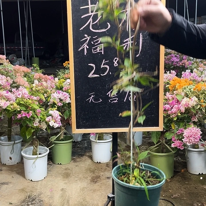 完全开放三角梅4664