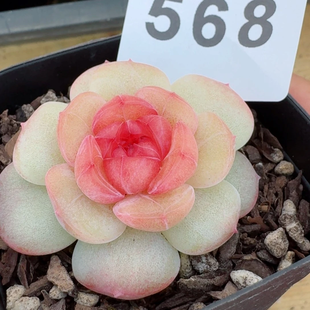 甜美珍妮         多肉植物新品上新