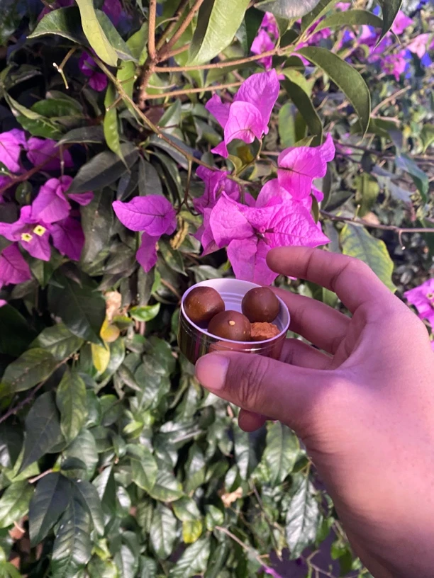 【礼礼现收收山货】牛/葟土特产（整个）