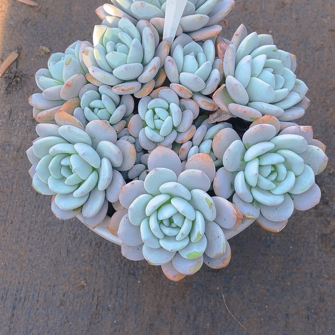 落***秋00000000000000287