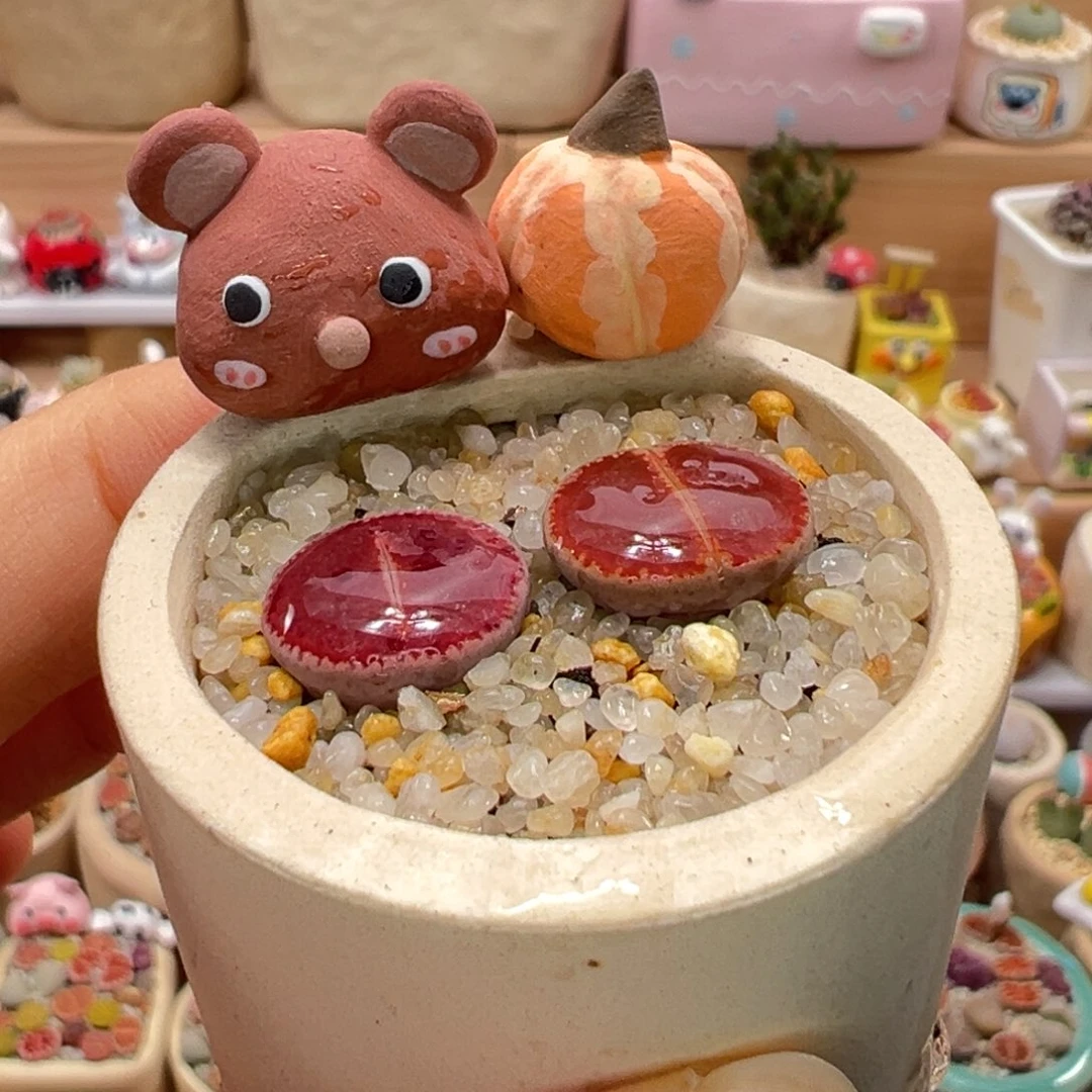 多肉植物174号比利时Ko