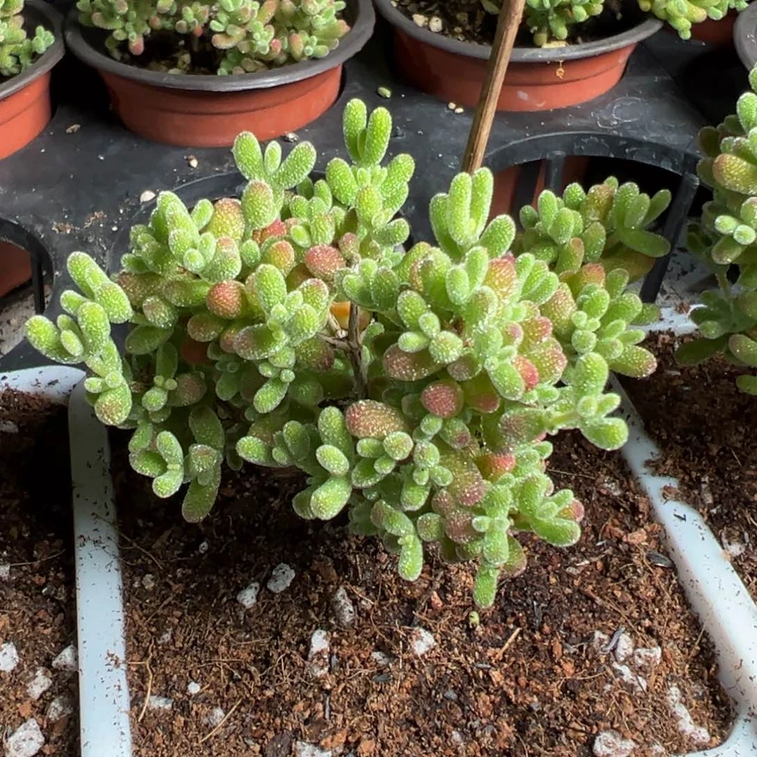 冰晶杂糖球送白方90杯