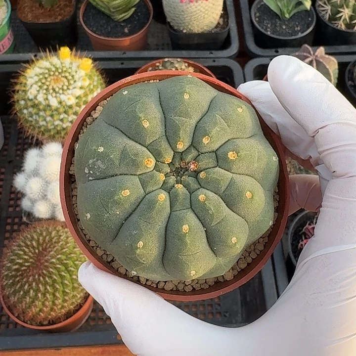 奇仙玉仙人球123