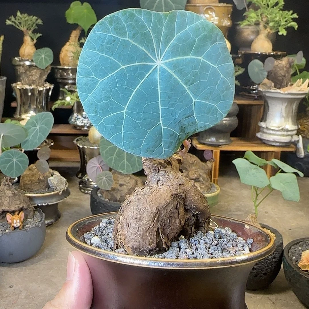 一物一拍老家一叶龟47