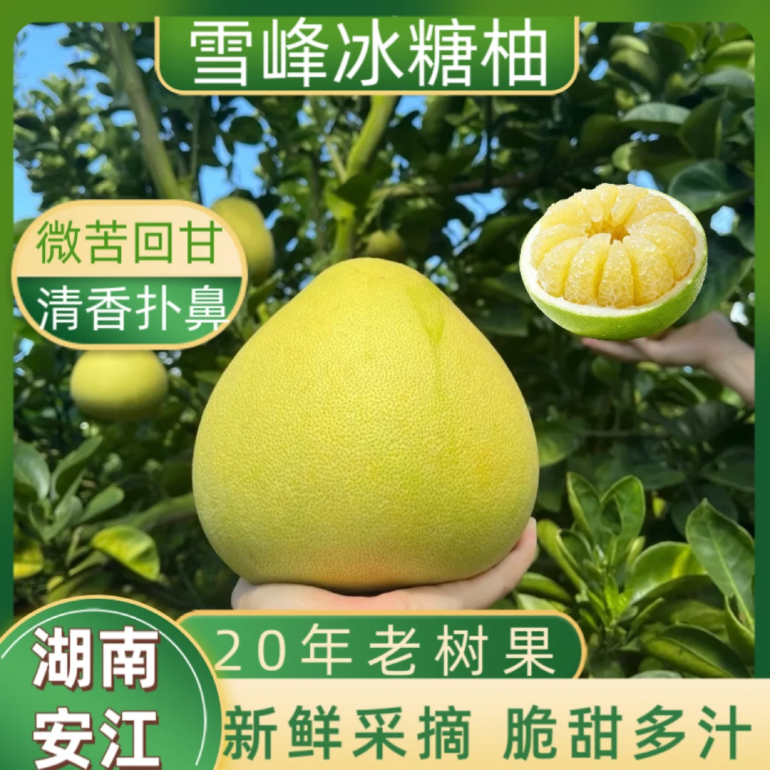 湖南怀化安江雪峰冰糖柚土柚子麻麻柚老树果小苦柚脆脆柚微苦回甘