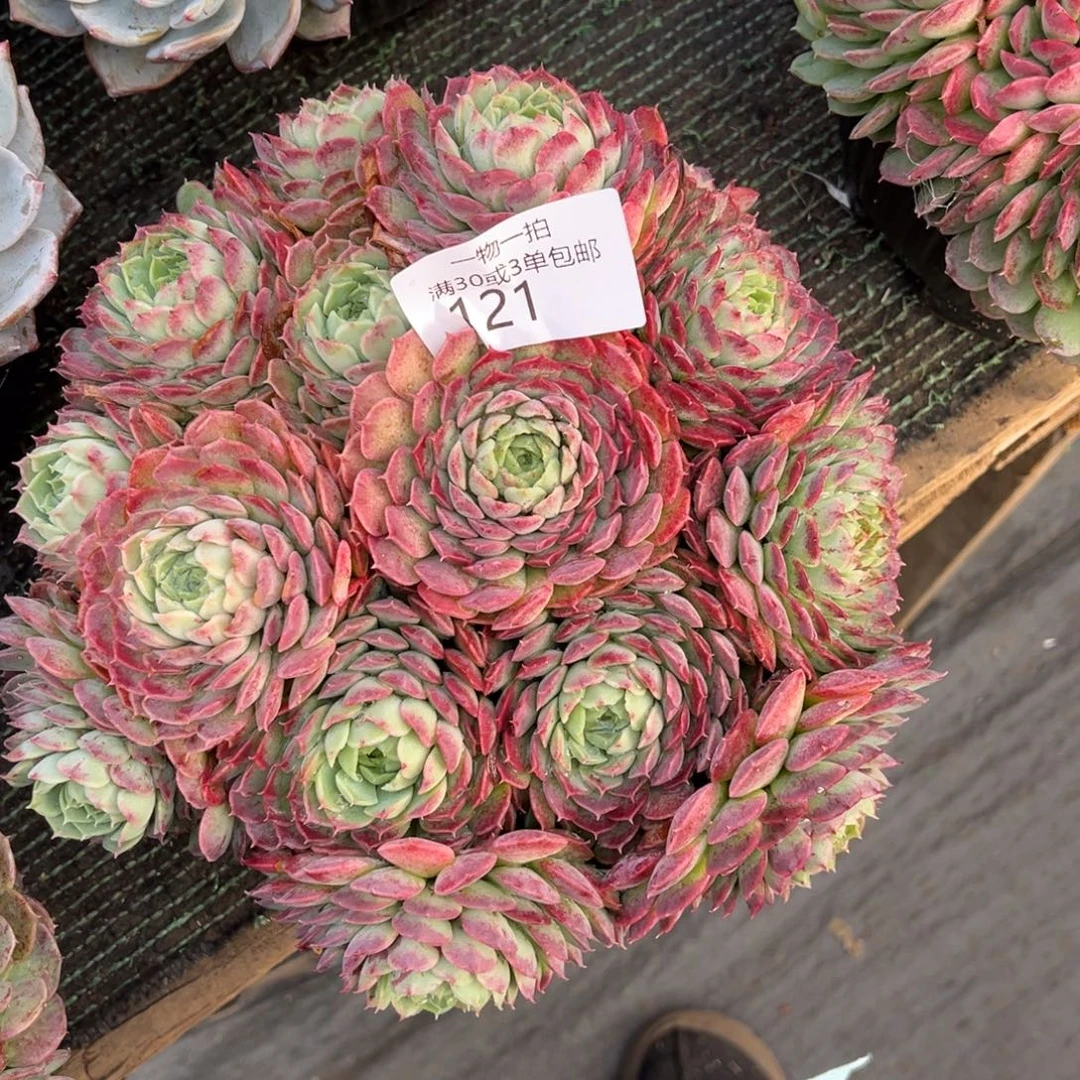 121朱砂痣多肉植物……
