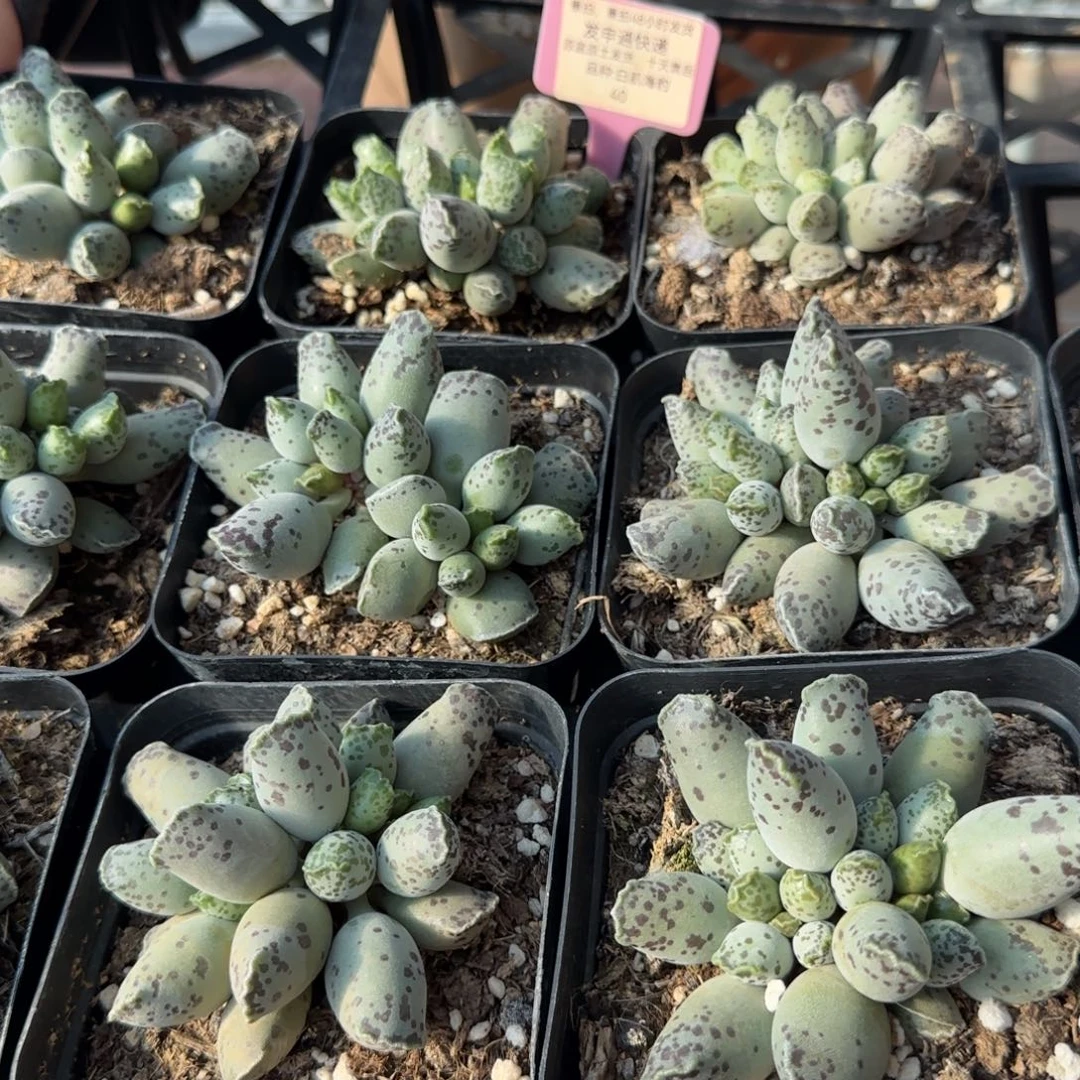 单颗白肌海豹量拍链接