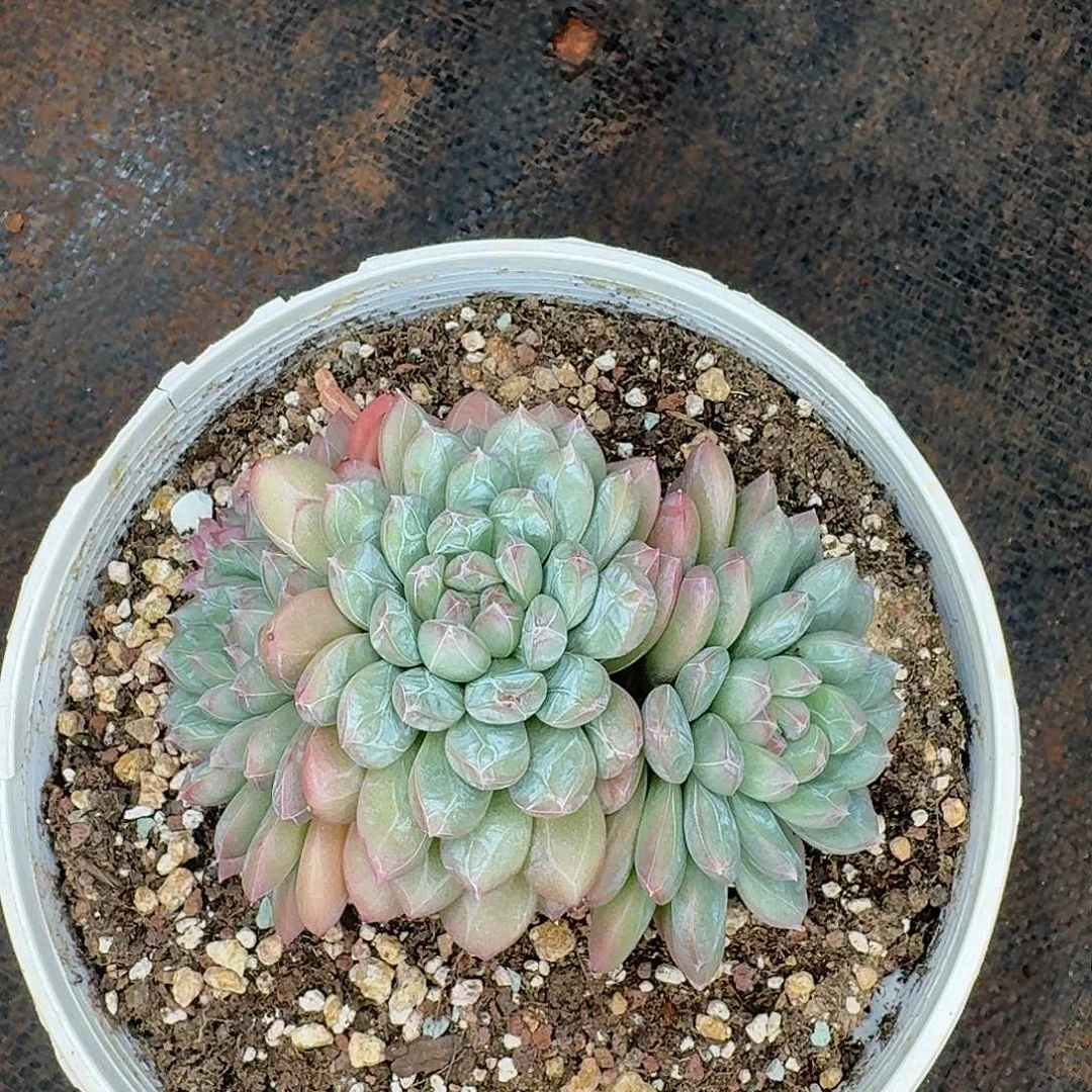 百达翡翠多肉植物
