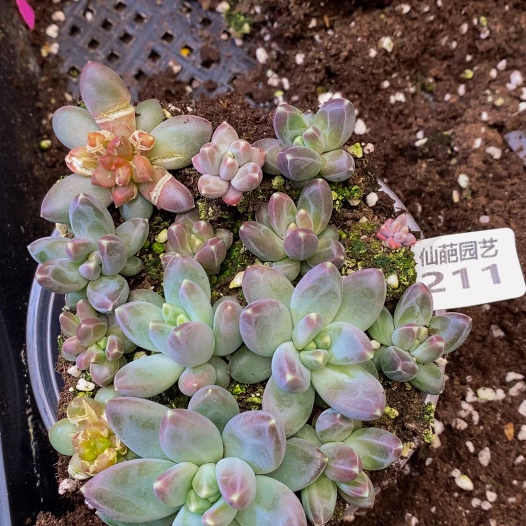 211多人在一起的时候我