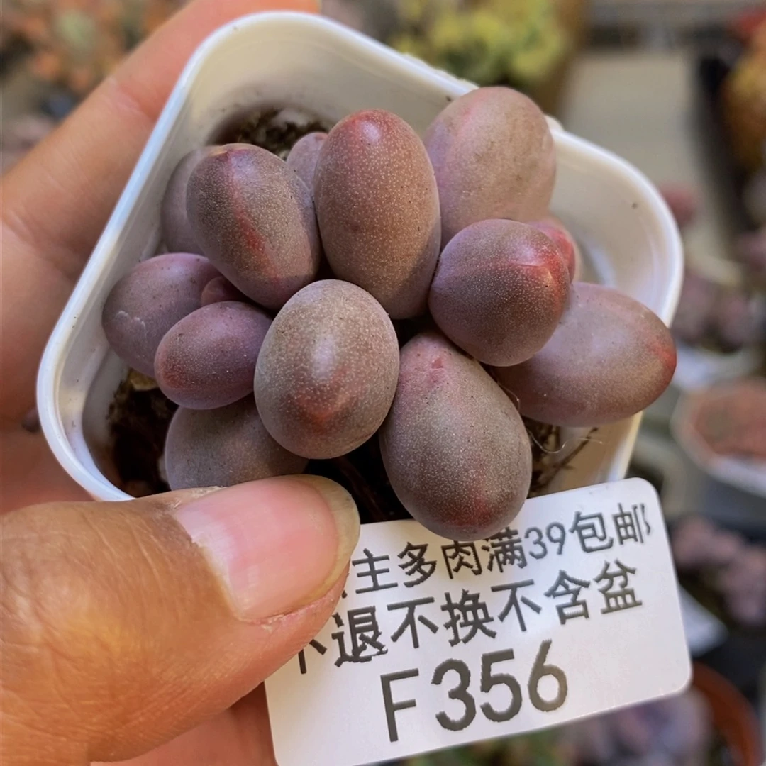 356糖果美人多肉3cm