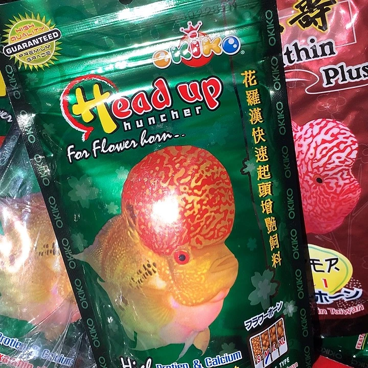 罗汉鱼增头泰料888888888888888888