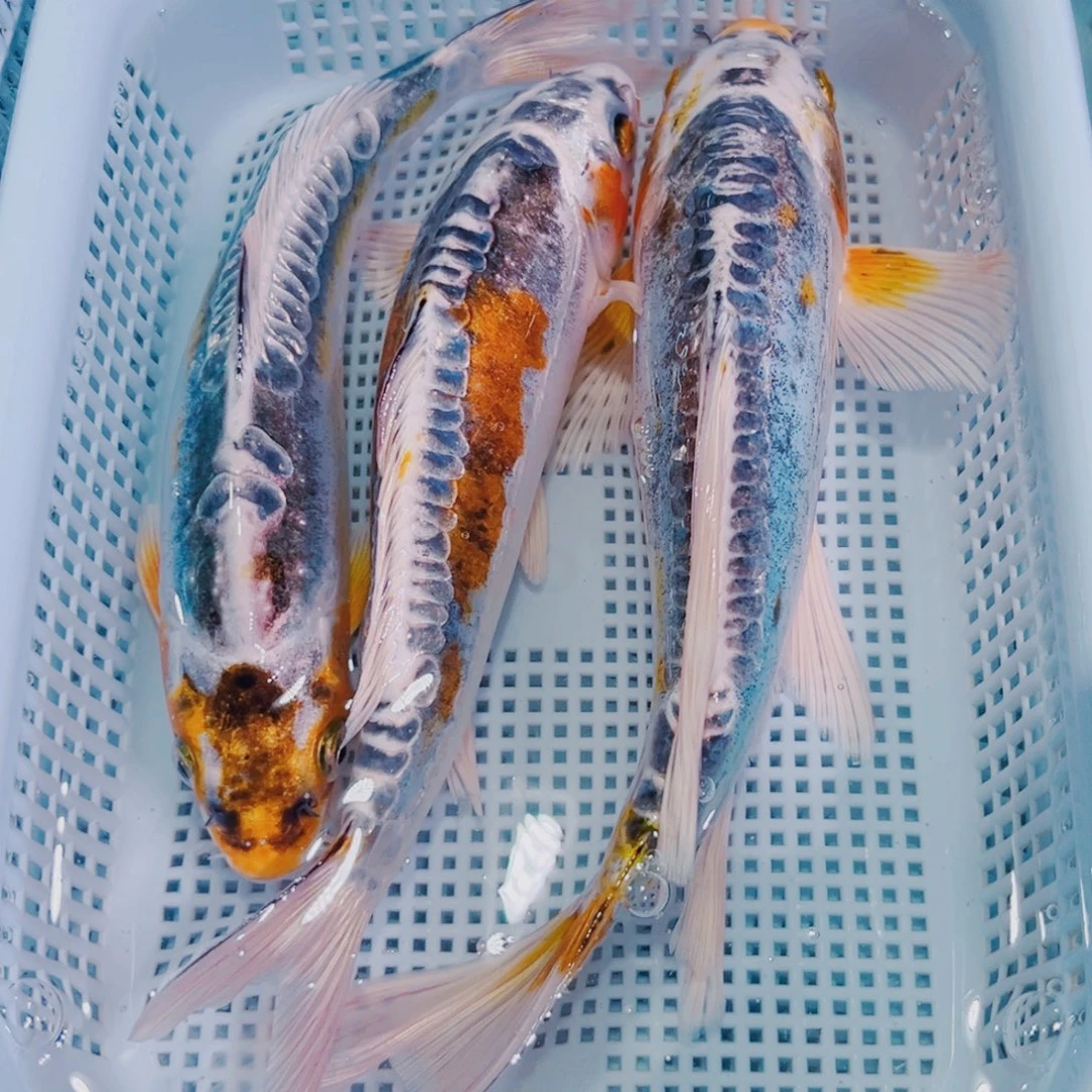 锦鲤锦鲤冷水鱼观赏128