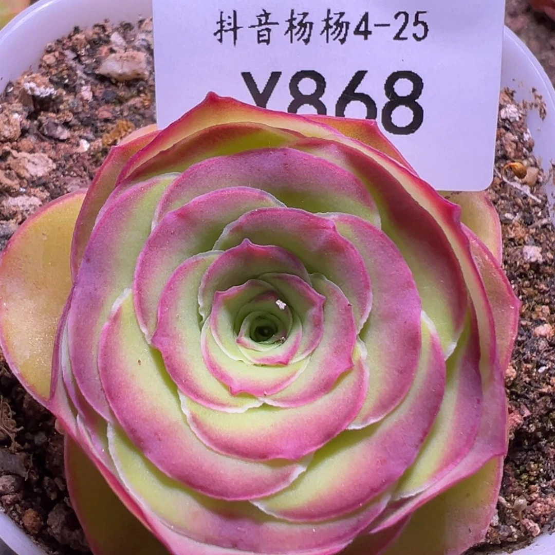 杨868 不知名捡漏