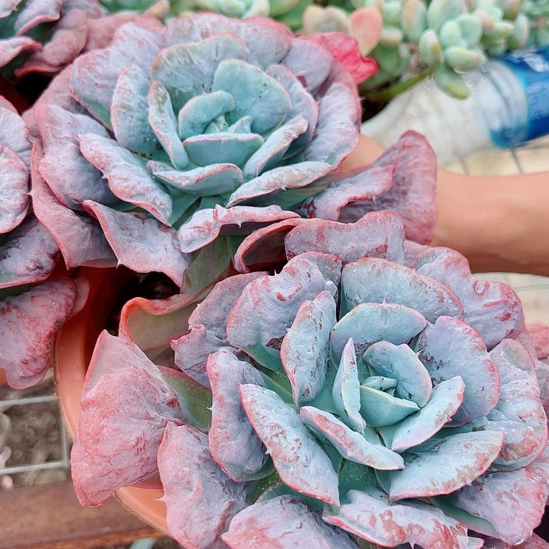 心之悦双大头起发老桩