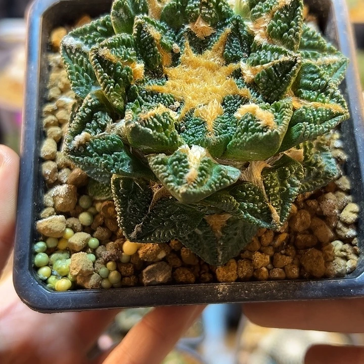 45号自根辛盾龟甲8.5公分