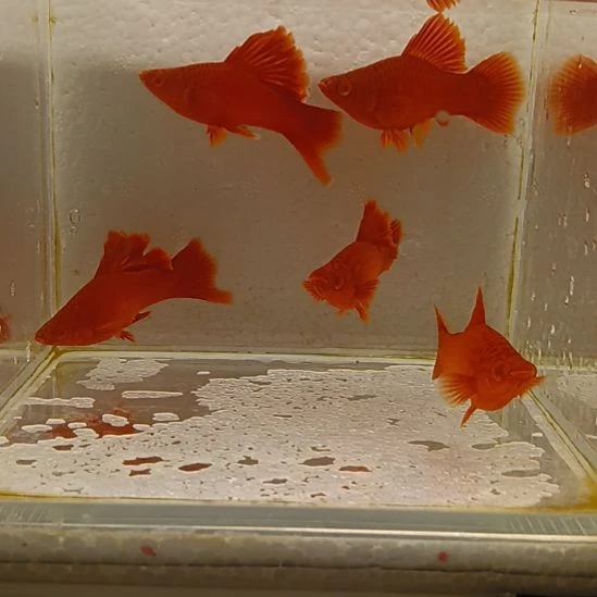 王***旗红剑鱼高鳍红剑观赏鱼