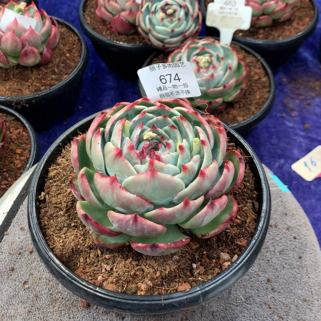 674惊鸿。尺寸12。多肉植物