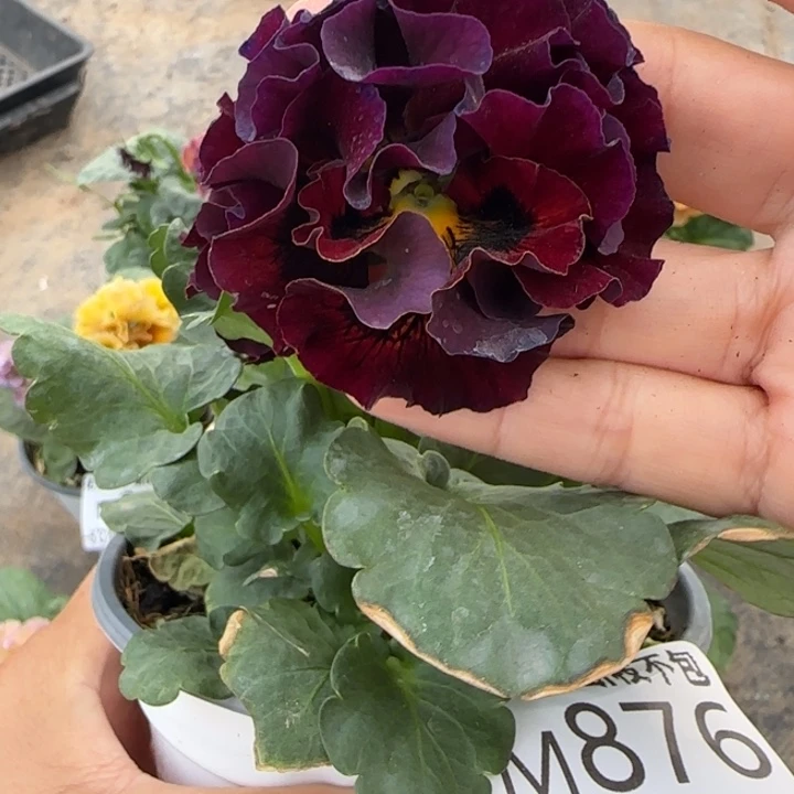 无花朵M876小苗默认苗晃零下5勿拍