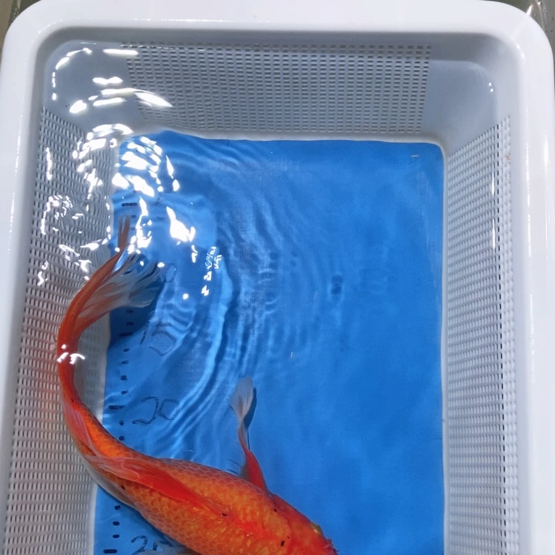 锦鲤锦鲤包邮包售后