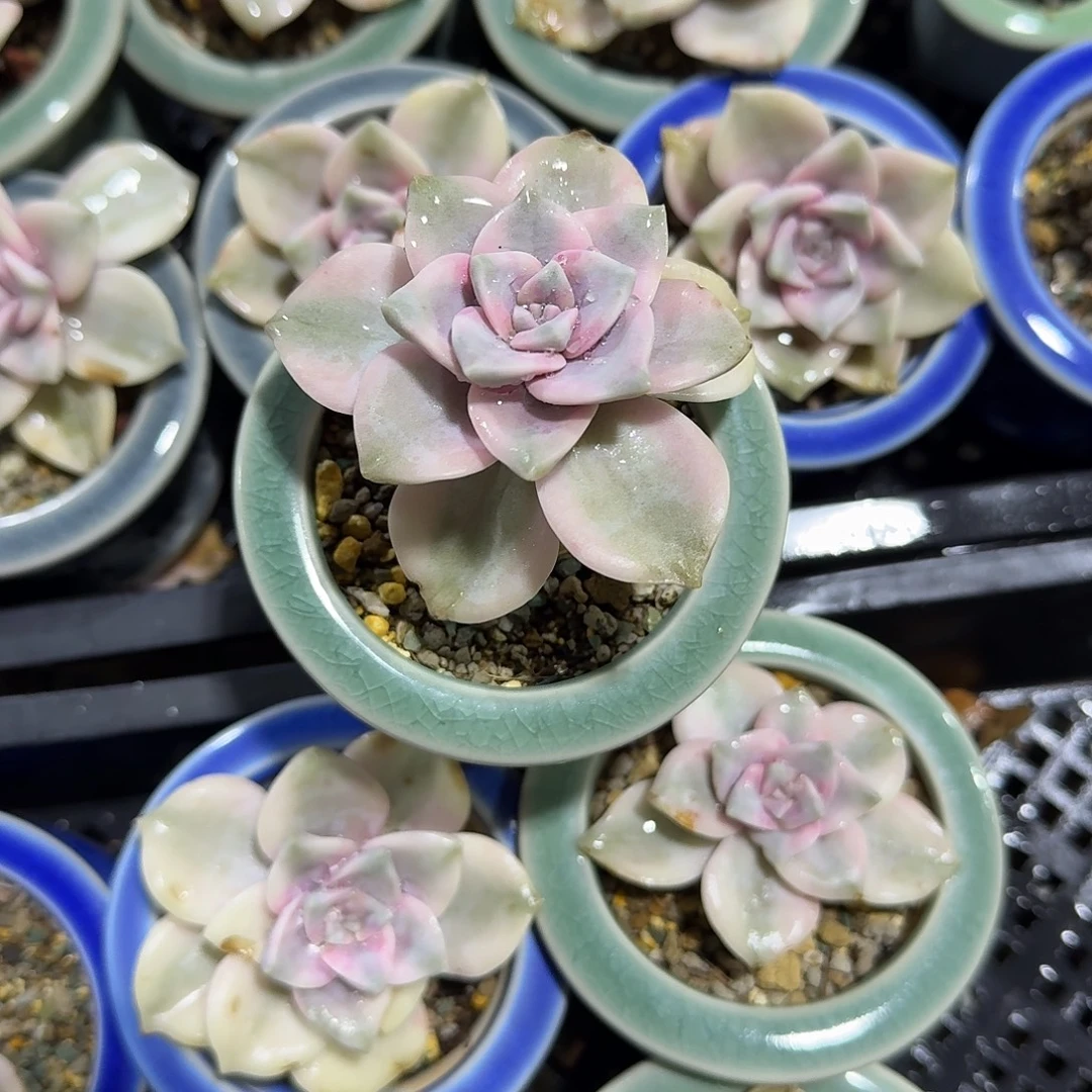 紫乐锦单头带盆多肉植物精品