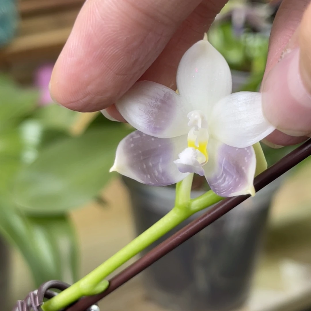 完全开放SWR雨点-1461