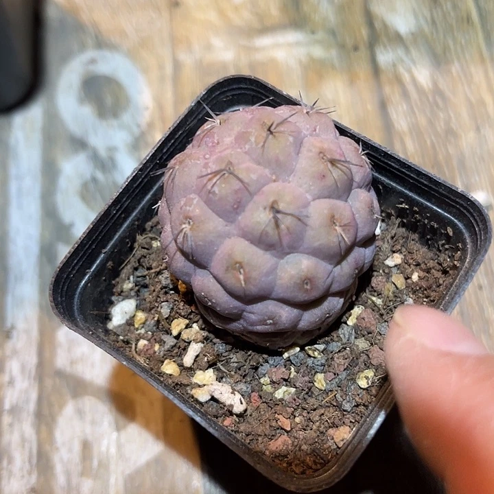 满38包邮2天凑单，脱土晾根发货多肉植物紫皮习志野