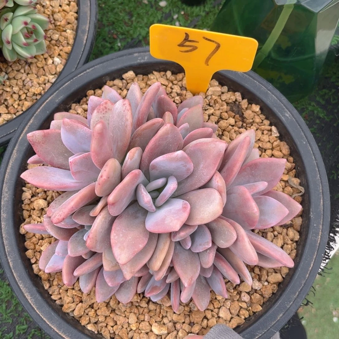 粉兔8888888888多肉