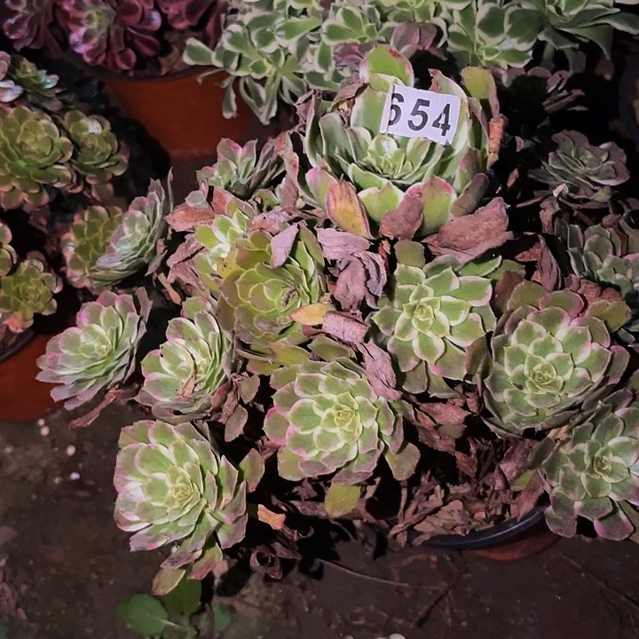 654油墨画多肉植物不售后