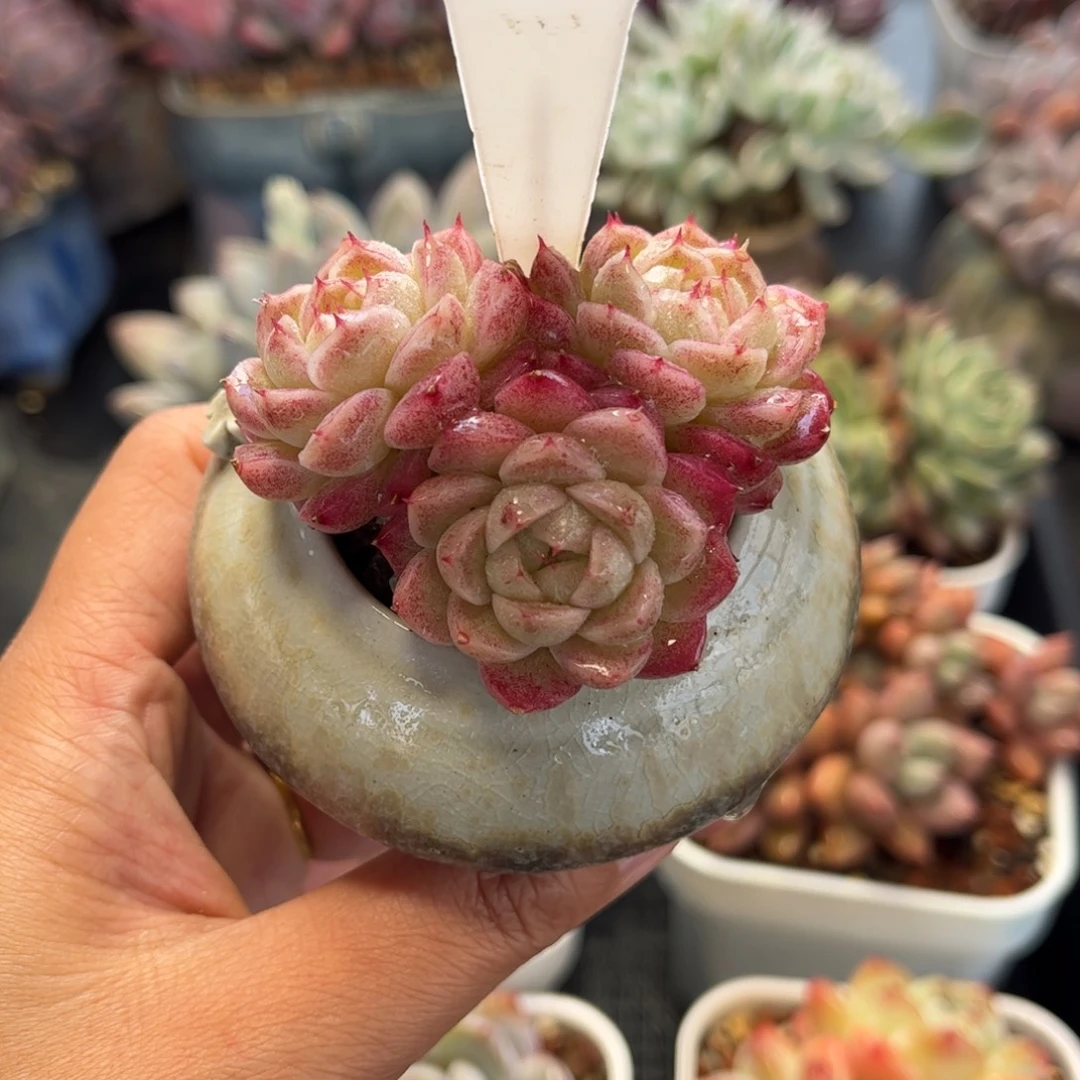 小****2131带盆天冷必拍保温箱