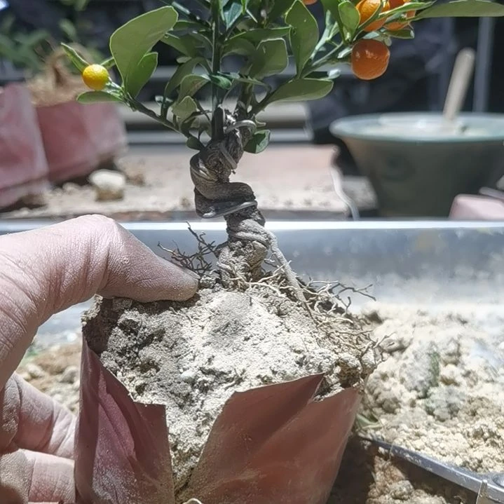 完全开放金豆小橘子绿植