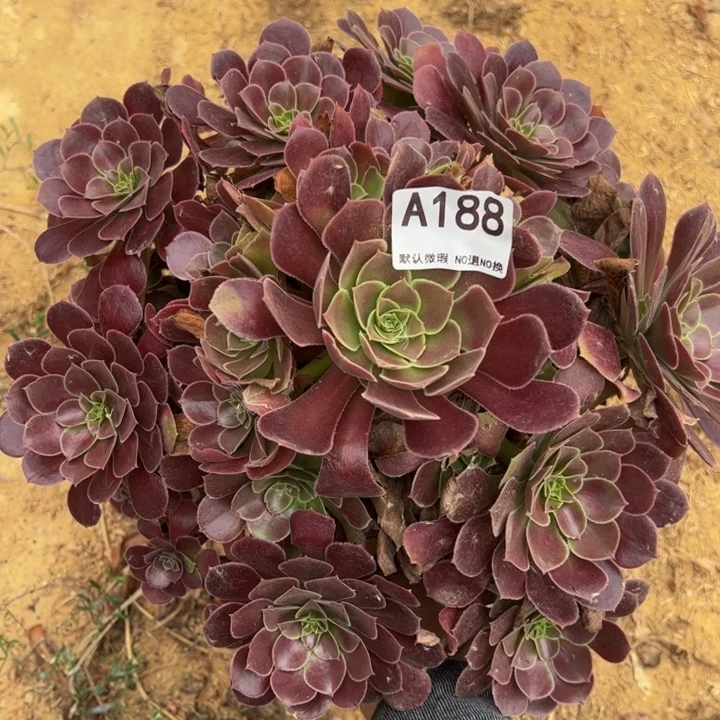 荷兰玫瑰多肉植物188.