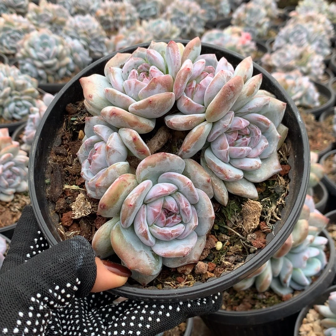石榴籽五头无砍花花