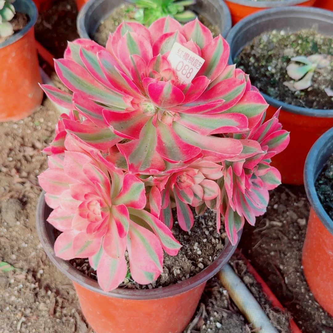 粉女巫法师多肉088