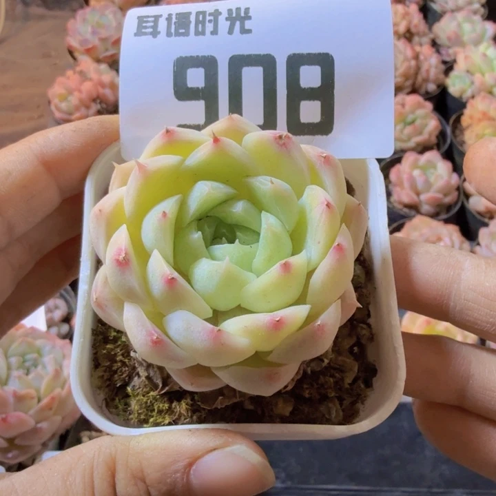 908.qwwwwwwwwwwwwww