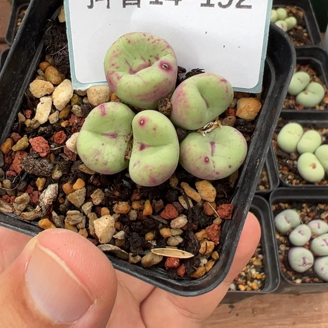 恶***使14-192肉锥多肉植物大战