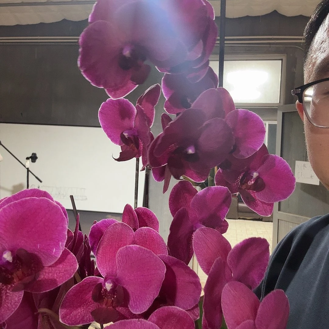 完全开放蒙特勒双剑3颗