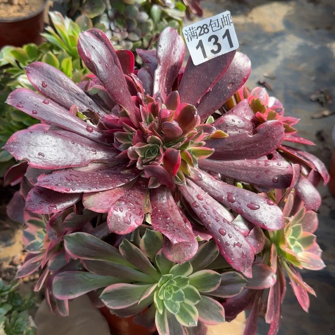 金丝多肉131满28包邮断枝不包